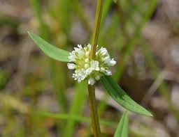 Image result for Spermacoce verticillata