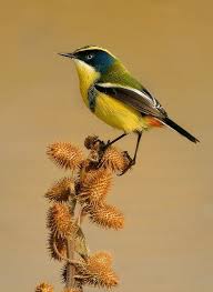 Rush Tyrant Tachuris Rubrigastra South America Vogel Als Haustiere Bunte Vogel Wildvogel