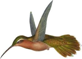 Image result for Glinus hirtus