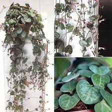 Image result for Ceropegia meyeri-johannis