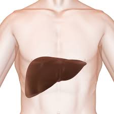 Diese kann sowohl mit speziellen geräten als auch. Diese Leberwerte Im Blut Sollten Sie Kennen