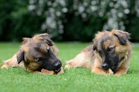 Maybe you would like to learn more about one of these? How Often How Much Should I Feed My Dog Petbarn