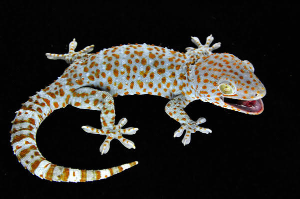 Tokay Gecko 