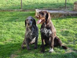 Image result for malý vendéeský hrubosrstý honič