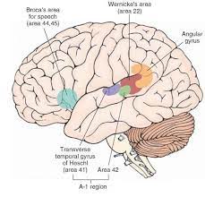 This part of the cortex has the responsibility of processing sound information for the brain. Pin On Auditory System