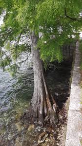 Image result for Taxodium