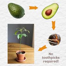 Do you want to grow your own tomatoes from seed? How To Grow An Avocado From Seed Easy Method Empress Of Dirt