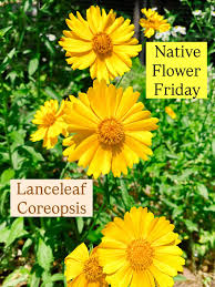 Image result for Heteropyxidaceae