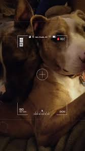 Happy National Dog Day! #dogsoftiktok #Dogs #fyp #GusNLucy #Dogday #Dogmom  #adoptdontshop