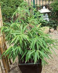 Tiger Grass Seeds Thysanolaena Maxima Looks Like Bamboo Rare Perennial Ornamental Grass Ornamental Grasses Tiger Grass Perennial Grasses