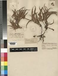 Image result for Commelina aspera