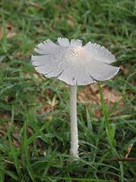 Image result for Coprinus lagopus
