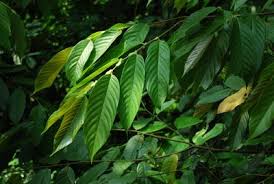 Image result for Dipterocarpaceae