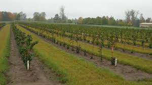 Growing Resistance, Oregon Hazelnuts Battle Blight : The Salt : NPR