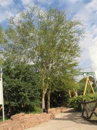 Image result for Acacia xanthophloea