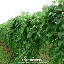 Image result for Phaseolus lunatus