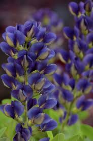 Image result for Baphia speciosa