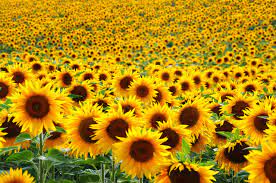 Both sunflower field locations are amazingly gorgeous, but the location on even years is completely iconic (the fields are larger). 9 Texas Sunflower Fields Farms That You Can Actually Visit