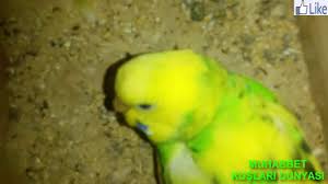 Muhabbet Kuslari Neden Ciftlesmez Youtube