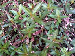 Image result for Alternanthera sessilis
