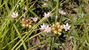 Weed Identification Guide Which Weeds Have Infiltrated Your Lawn Lawnstar