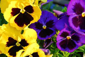 You Re All A Bunch Of Pansies Pansies Flowers Pansies Edible Flowers