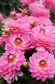 Ce genre, originaire du mexique et d'amérique centrale, comprend environ 25000 cultivars, au feuillage découpé vert ou pourpré, classés. Bellini Gallery Dahlia 3 Root Divisions Flower Bulbs Shop Perennials Flower Bulbs More
