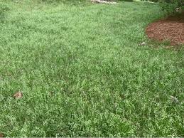 Image result for Poa