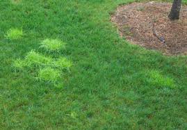 Image result for Poa