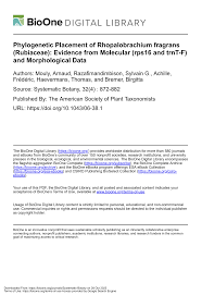 Image result for Multidentia concrescens