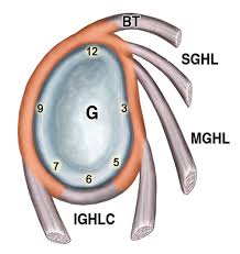 Image result for SLAP Lesion
