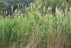Image result for Phragmites mauritianus