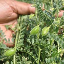 Pokok tapak kuda atau nama saintifiknya bauhinia purpurea merupakan sejenis tanaman hiasan yang dikatakan berasal dari negara asia. 10pcs Seeds Offer Now Chickpeas Potted Balcony Plant Senang Tumbuh Benih Baru Selak Gambar Shopee Malaysia