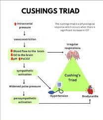 Image result for Cushing Response