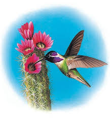 Hummingbirds drink with their long tongues by rapidly lapping nectar. Hummingbirds And Swifts Q Files Search Read Discover