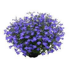 Image result for Lobelia erinus