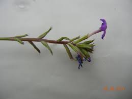 Image result for Verbena aristigera