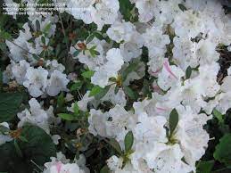 Plantfiles Pictures Encore Azalea Autumn Starlite Rhododendron By Peachespickett Azaleas Front Gardens Rhododendron