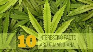 As a result it has been implemented across many states as a medication for . 45 Interesting Marijuana Facts Factretriever Com
