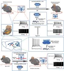 Schematic diagram of the role of NK3R in the LHb in the development of...