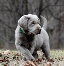 Silver Labrador Retrievers For Sale Silver Lab Puppies Charcoal Labs Silver Lab Puppies Silver Labs N Stuff Lab Puppies Silver Lab Puppies Labrador Retriever