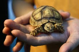 What tortoise should i get? Pet Parenting 101 A Reptile That Will Really Grow On You Yp South China Morning Post