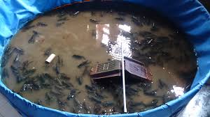 Cara Mudah Budidaya Lobster Air Tawar Di Kolam Terpal Gemmafarm