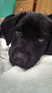 The most common black lab puppies material is porcelain & ceramic. Ckc Registered Black Labrador Puppies For Sale In Ga 350 Each Labrador Puppies For Sale Black Labrador Black Labrador Puppy