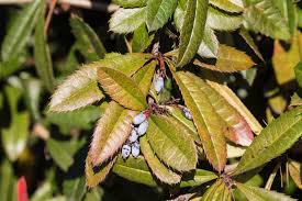 Image result for Berberis julianae