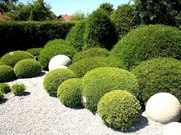 Comment faire «repartir» un châtaignier de guyane? Comment Utiliser Le Buis Pour Structurer Le Jardin