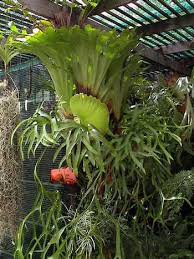 Image result for parožnatka Platycerium