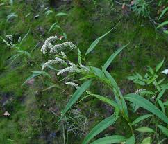 Image result for Persicaria decipiens