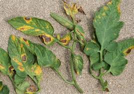 Some types also transmit plant diseases. Steps To Prevent And Manage Tomato Leaf Spot Diseases Maryland Grows