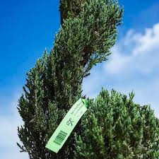 Image result for spiral cut juniper trees